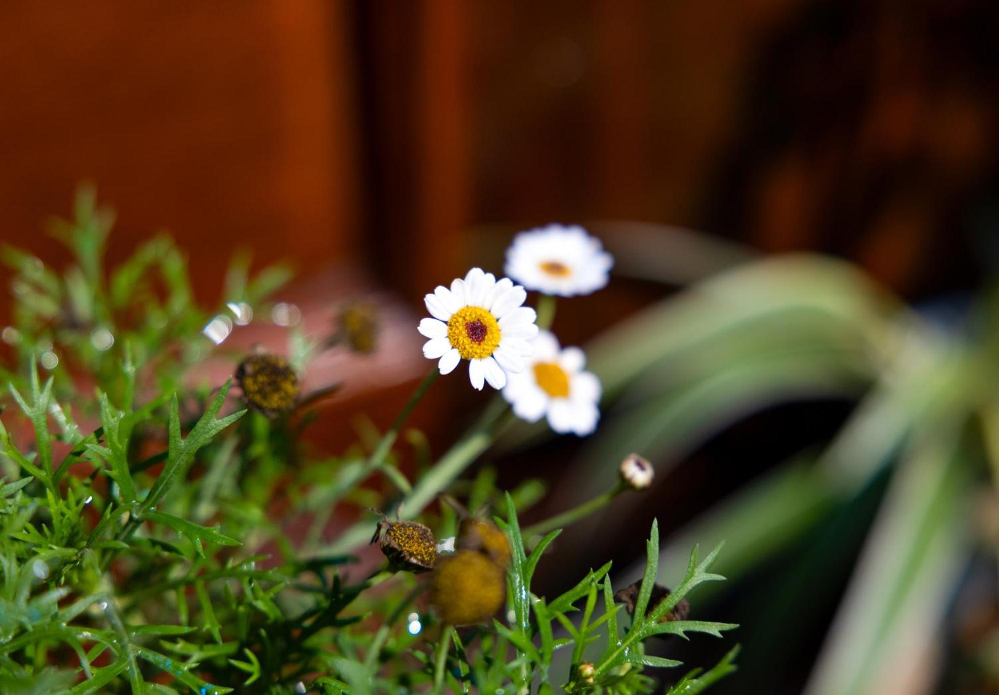 Sapa Tt Homestay מראה חיצוני תמונה